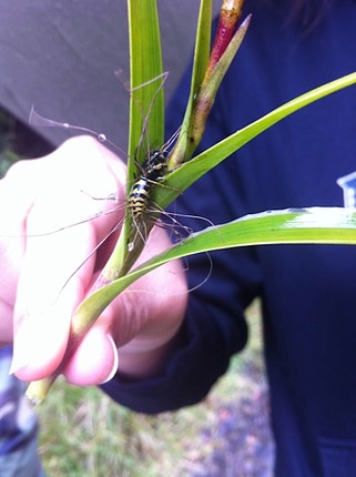 Masa finds a yellowjacket killed by a weird fungus