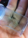 spider in vial