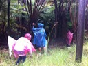 tall tree ferns frame 3 bug hunters BIIC oct 15 2011